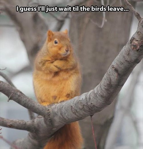 Those Crummy Birds are Always in my Squirrel Feeder! - Animal Comedy