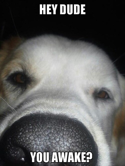 I Was Dreaming of a Dog's Nose in My Face...Wait a Second! - I Has A Hotdog  - Dog Pictures - Funny pictures of dogs - Dog Memes - Puppy pictures - doge