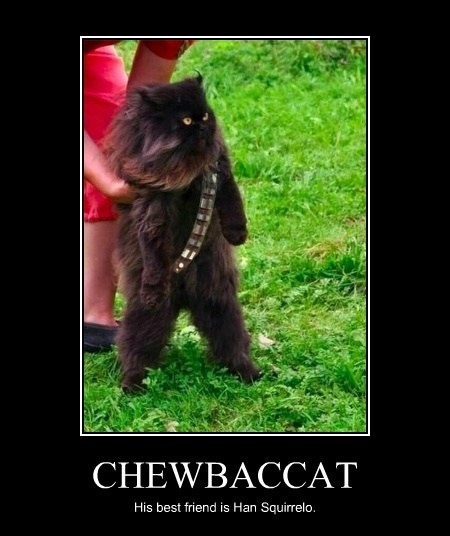 chewbacca cat