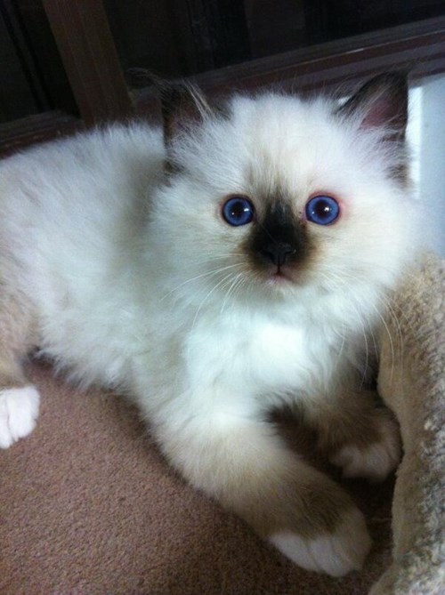 Blue Eyed Squee Got Into The Soot! - Daily Squee - Cute Animals - Cute 