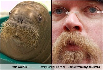 mythbusters walrus