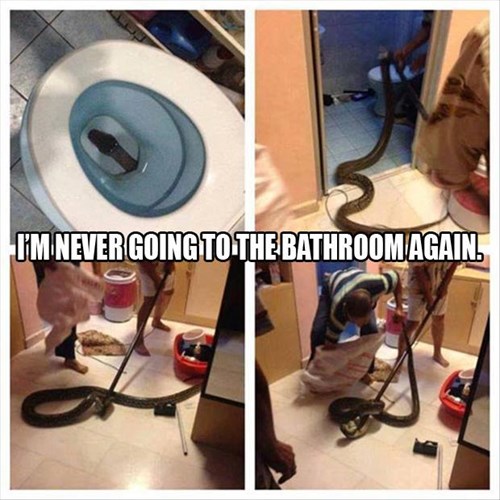 Now That's What I Call a Plumbing Snake! Animal Comedy Animal