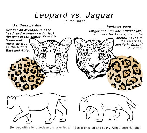 Leopard Vs Jaguar: Know You Know the Difference - School of Fail