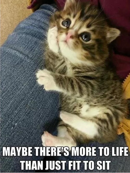 There's the Red Dot... - Lolcats - lol | cat memes | funny cats | funny ...