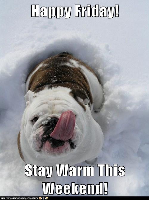 Keep the Snow Out of Your Eyes! - I Has A Hotdog - Dog Pictures - Funny