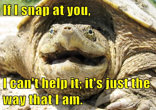 The Snapping Turtle's Curse - Animal Comedy - Animal Comedy, funny ...