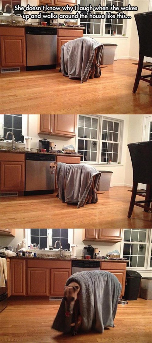 I Has A Hotdog bathrobe Funny Dog Pictures Dog Memes Puppy