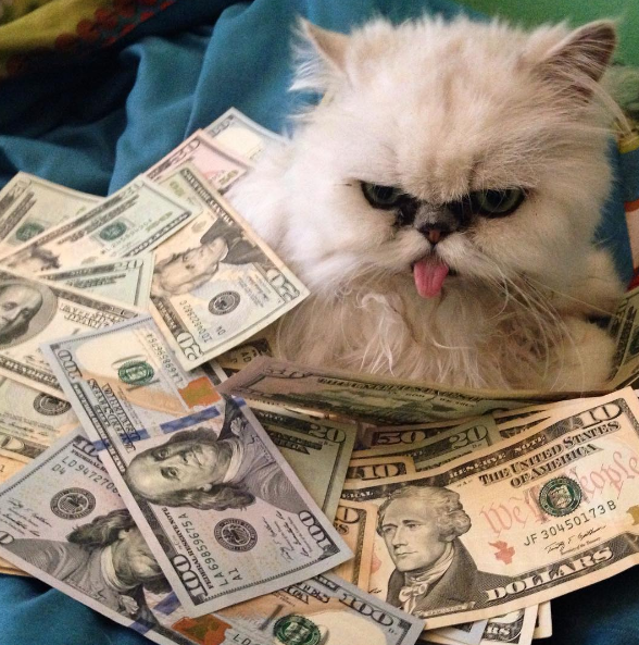 All of These Cats Have More Money Than You Do I Can Has Cheezburger?