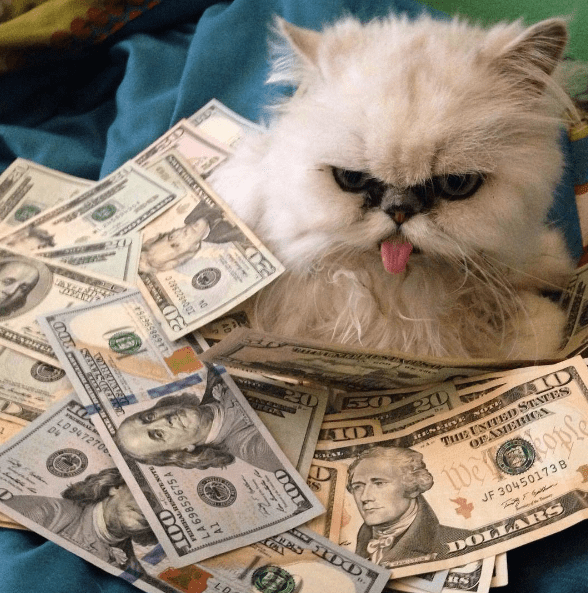 All of These Cats Have More Money Than You Do - I Can Has Cheezburger?