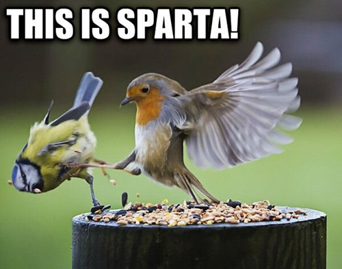 Meme - This is SPARTA! 