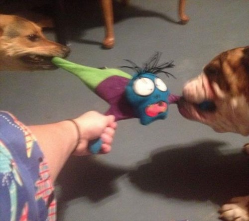 dog rips stuffing out of toys