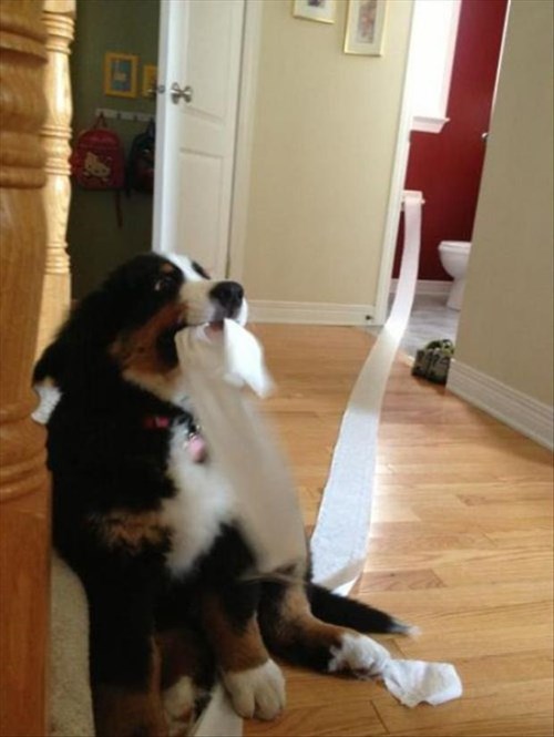 You Crying? I Help! - I Has A Hotdog - Dog Pictures - Funny pictures of ...