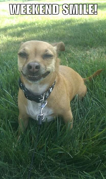 It's a Smile None Can Resist - I Has A Hotdog - Dog Pictures - Funny pictures of dogs