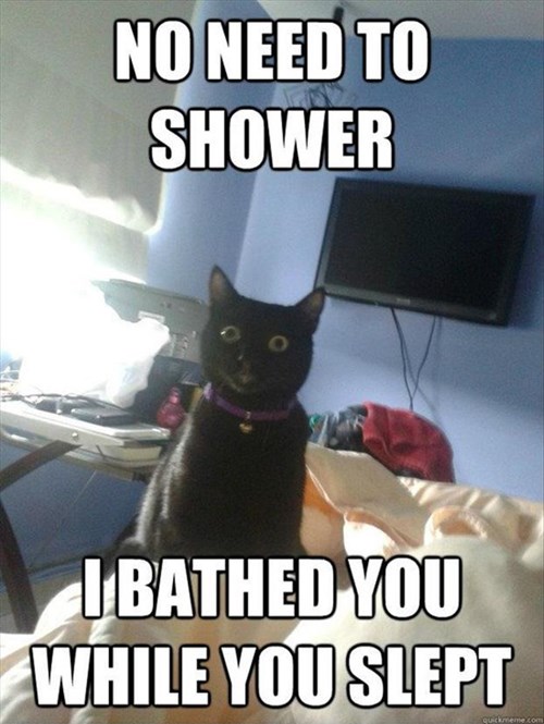 Lolcats grooming LOL at Funny Cat Memes Funny cat pictures with