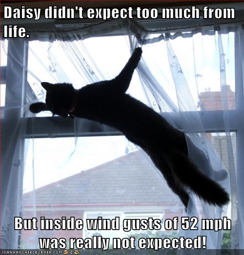 Lolcats - wind - LOL at Funny Cat Memes - Funny cat pictures with words on  them - lol | cat memes | funny cats | funny cat pictures with words on
