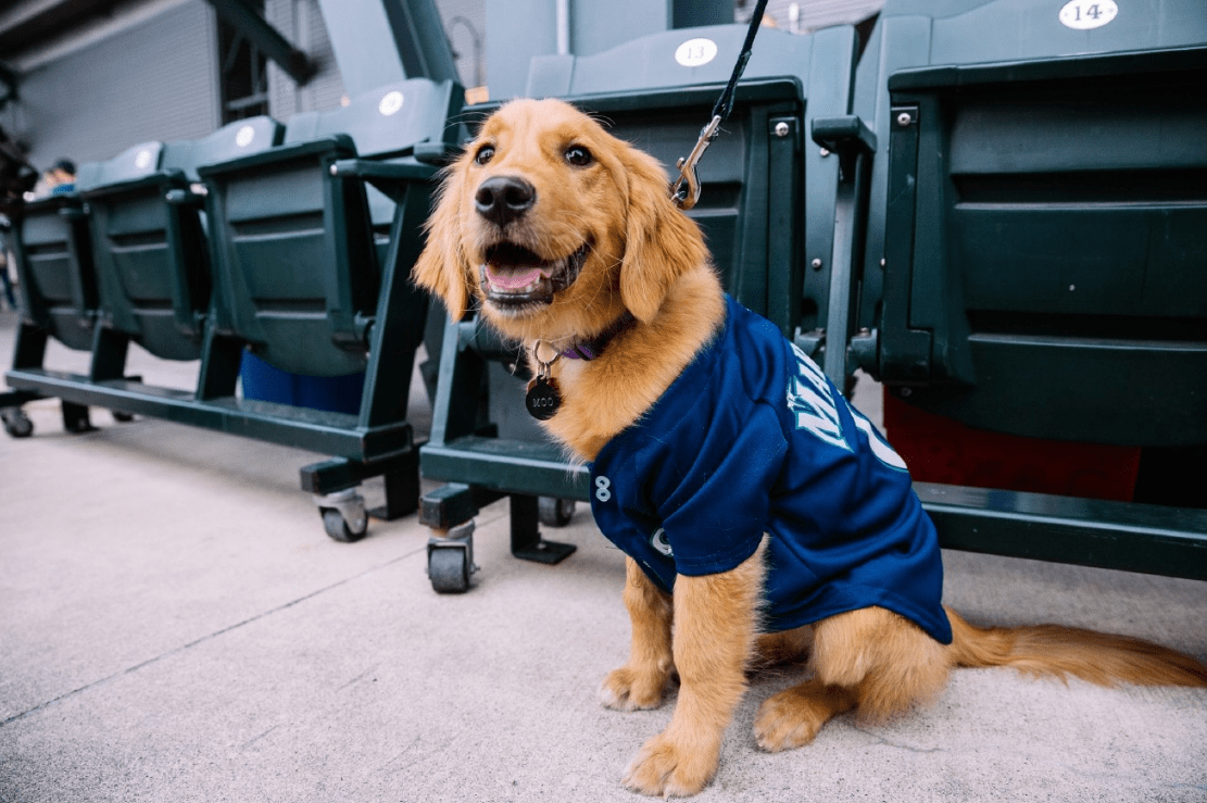 seattle mariners dog jersey