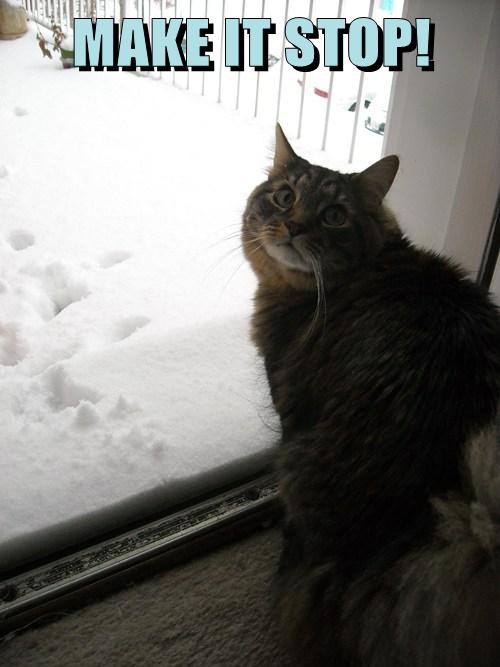 Ais Sick of da White Stuff! - Lolcats - lol | cat memes | funny cats ...