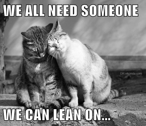 Best Friends - Lolcats - lol | cat memes | funny cats | funny cat ...