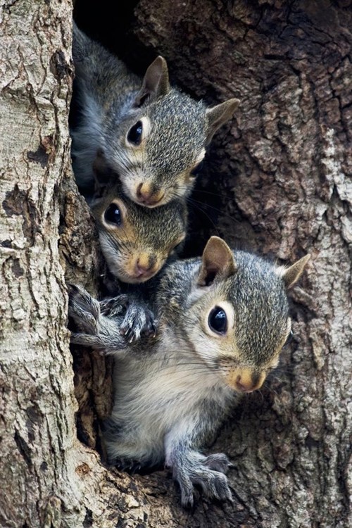 A Nutty Trifecta of Squee - Daily Squee - Cute Animals - Cute Baby ...