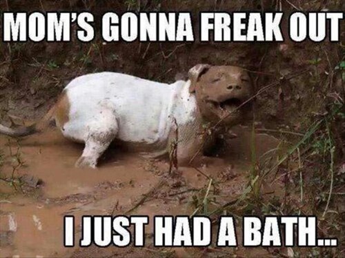 I Has A Hotdog - mud puddle - Funny Dog Pictures | Dog ...