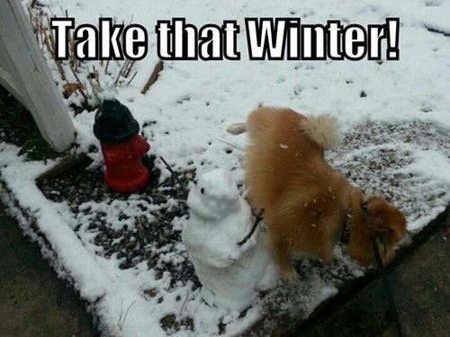 Yellow Snow Man - I Has A Hotdog - Dog Pictures - Funny pictures of