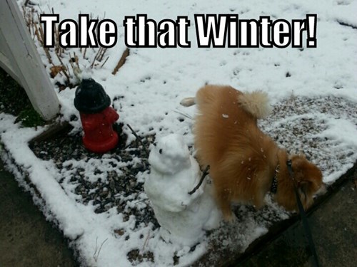 Yellow Snow Man - I Has A Hotdog - Dog Pictures - Funny pictures of