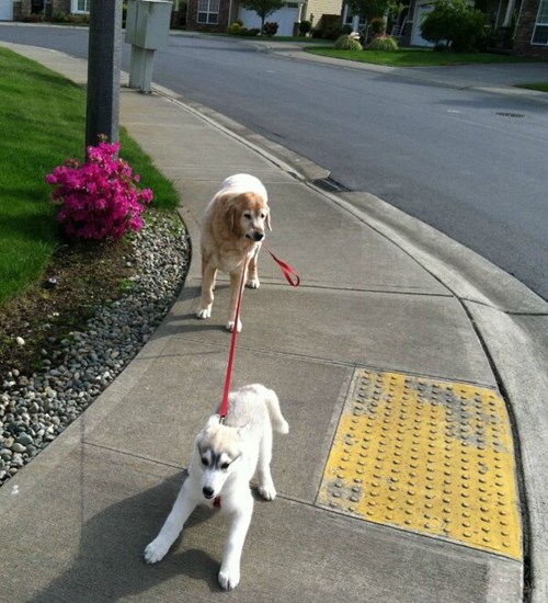 Old Dogs CAN Teach New Dogs New Tricks! Heel! I Has A Hotdog Dog