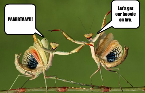 Animal Comedy - praying mantis - Animal Comedy - Animal Comedy, funny ...