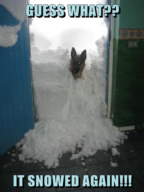 Thanks for the Update&hellip; - I Has A Hotdog - Dog Pictures - Funny