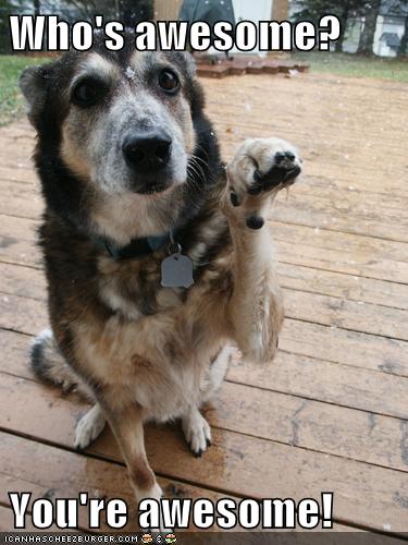 Youre Awesome Meme Dog