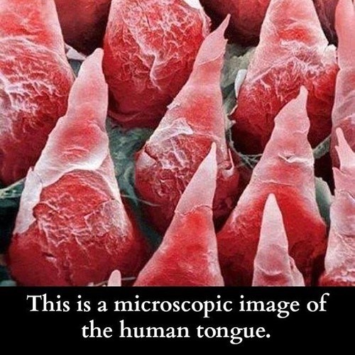 Fun Fact Tongues Are Gross School of Fail homework class test