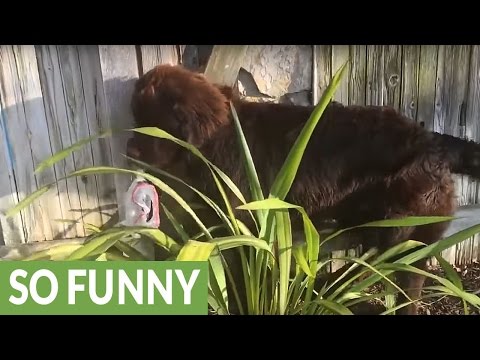behind plant dog