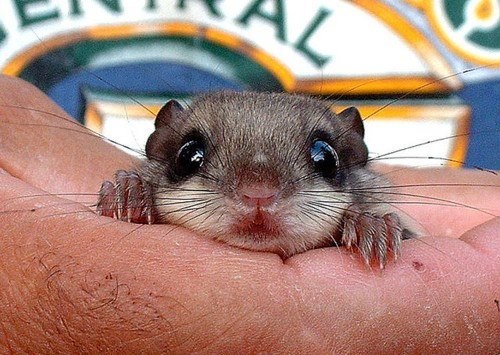 Daily Squee - flying squirrel - Cute Animals in the Cutest Pictures Ever  and even cuter baby animals - Cute Animals - Cute Baby Animals - Cute Animal  Pictures - Animal Gifs - GIF Animals - Cheezburger