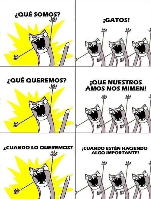 memes de animales en blanco