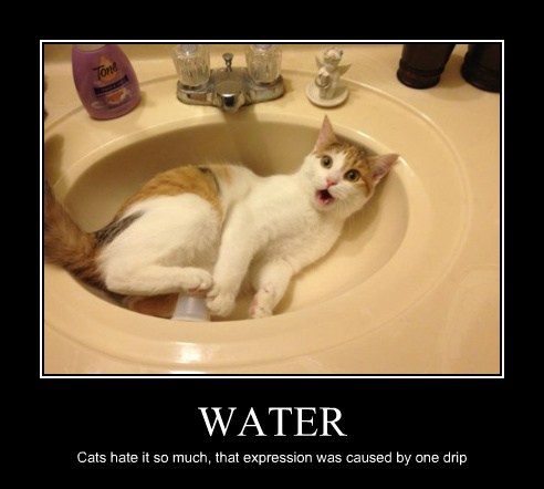 It Must be a Love-Hate Relationship... - Lolcats - lol | cat memes
