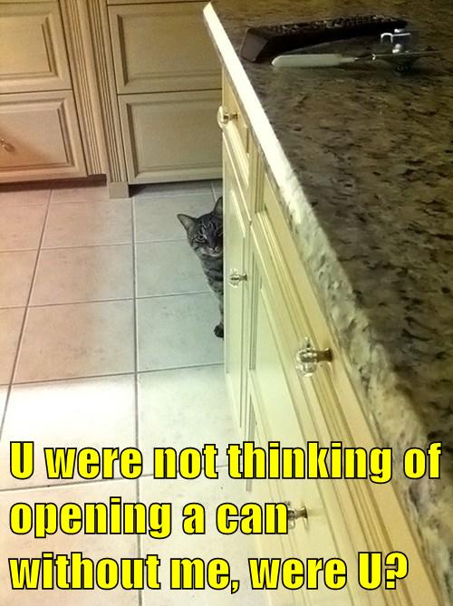 I Can Smell Sounds! - Lolcats - lol | cat memes | funny cats | funny ...