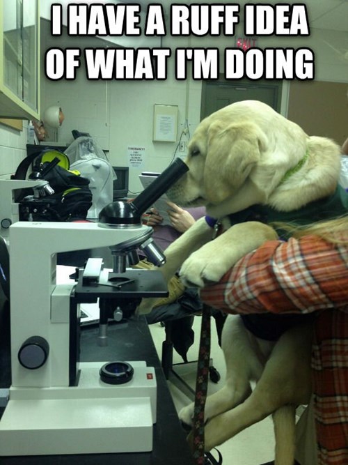 I Put the Lab in Laboratory - I Has A Hotdog - Dog Pictures - Funny ...