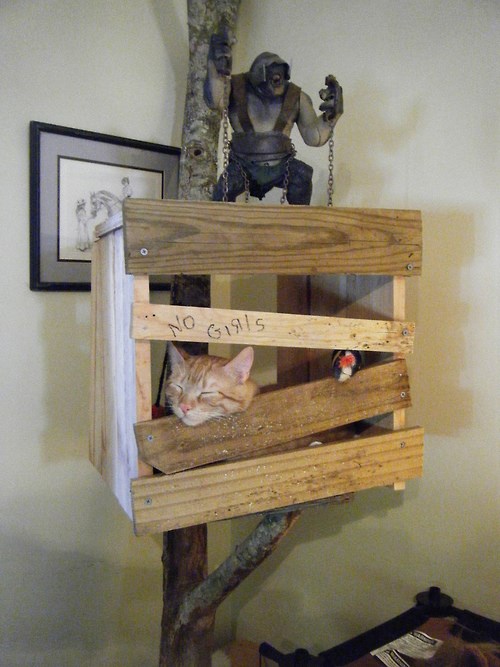 Ultimate Boy Kitty's Tree House - Lolcats - lol | cat memes | funny ...