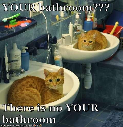 But You Can Borrow it...When We're Done - Lolcats - lol | cat memes ...