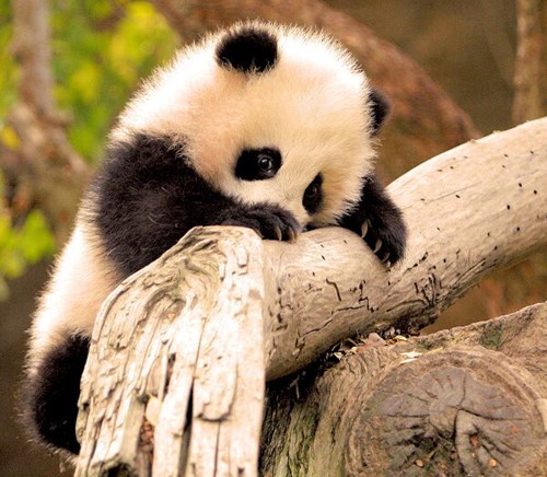 Shy Baby Panda Squee Daily Squee Cute Animals Cute Baby Animals