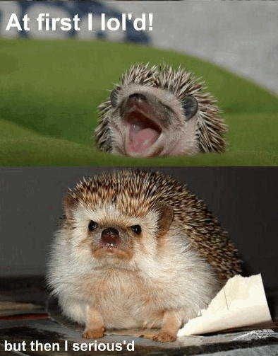 lol hedgehog
