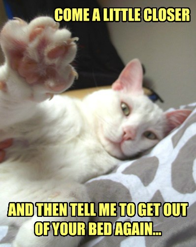 If I Lays, I Stays - Lolcats - lol | cat memes | funny cats | funny cat ...