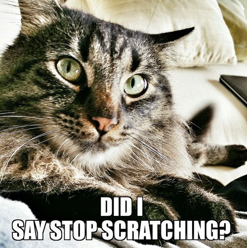 How About I Start Scratching You!? Lolcats lol cat memes funny cats funny cat pictures