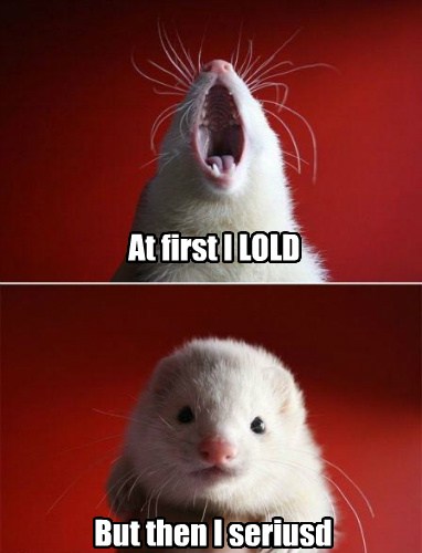 I Can Has Cheezburger? - ferrets - Page 3 - Funny Animals Online ...