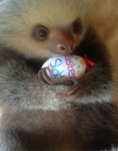 It Might Have Taken a Few Days, but This Sloth Found an Easter Egg