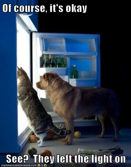 Of course, it's okay See? They left the light on - Lolcats - lol | cat ...