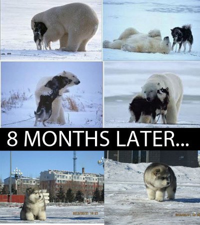 polar bear dog mix
