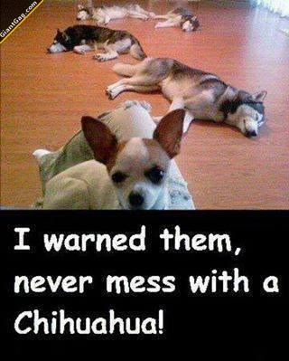 I Has A Hotdog - chihuahua - Page 5 - Funny Dog Pictures | Dog Memes
