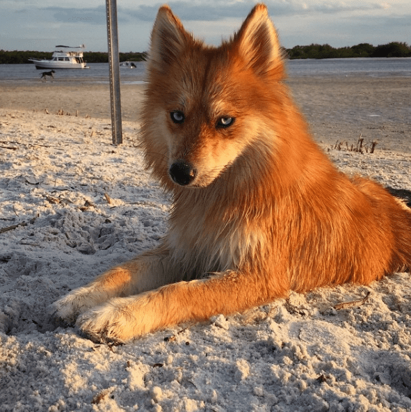 Fox Wolf Mix