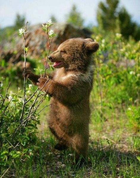 really cute baby bears